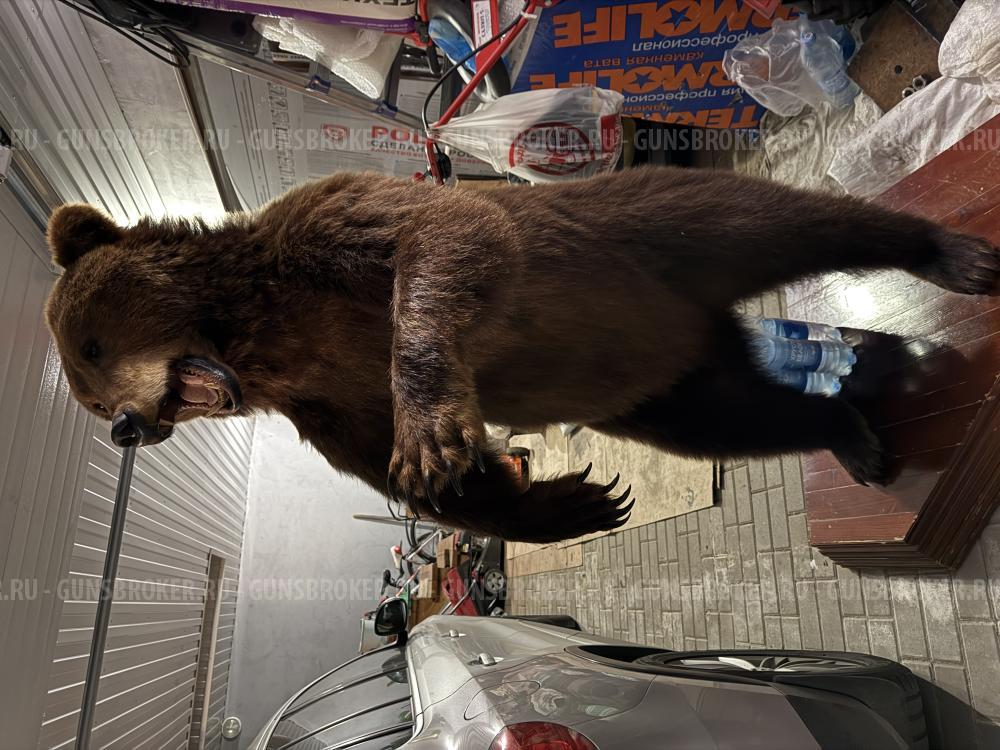 Чучело медведя