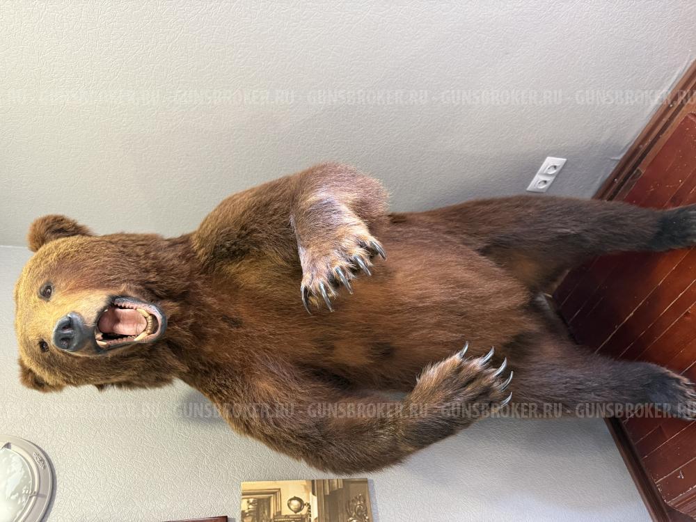 Чучело медведя