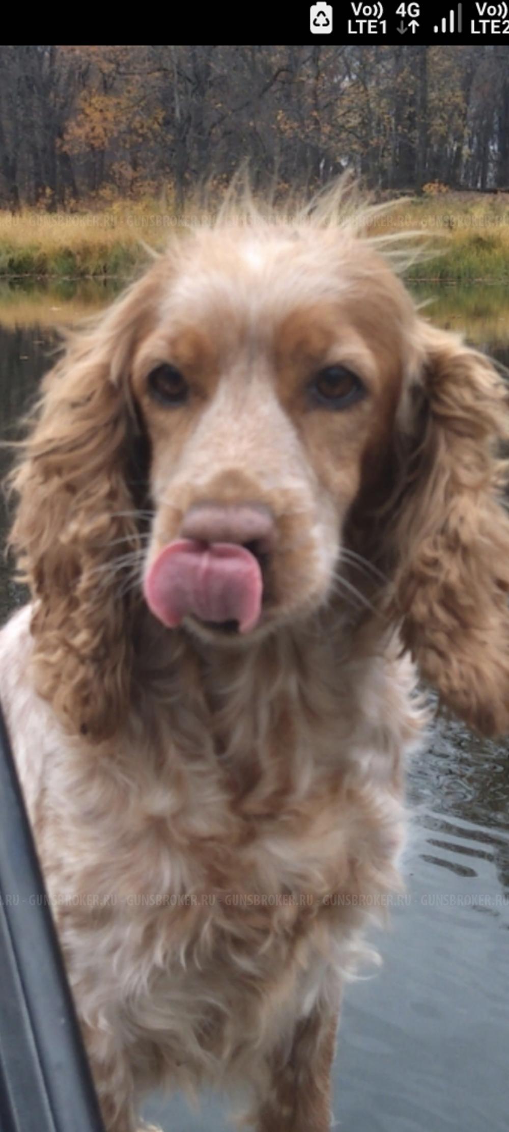 CZM 411. CESKA ZBROJOVKA.Коллекция. Ствол 520 мм. 22WMR. Быстро разбирается 640 и 480мм. 