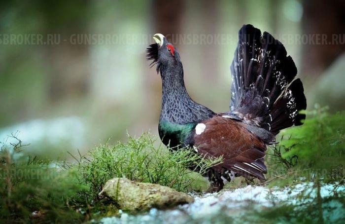 ЕДИНСТВЕННЫЙ В РОССИИ ЭКСПОРТНЫЙ Horhe-Jager-Егерь 6.35 XP-(EXTRA POWER)  Lothar Walther 