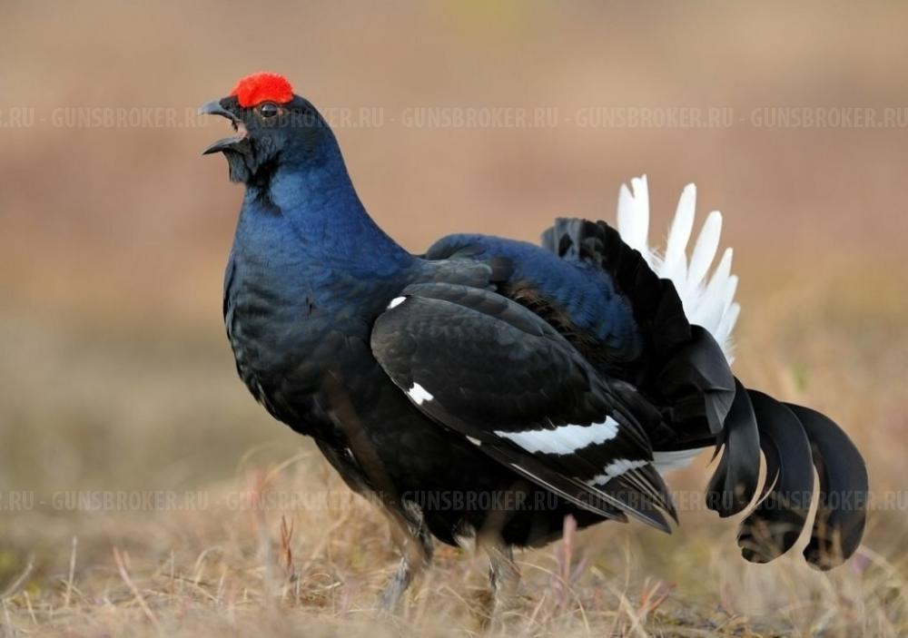 ЕДИНСТВЕННЫЙ В РОССИИ ЭКСПОРТНЫЙ Horhe-Jager-Егерь 6.35 XP-(EXTRA POWER)  Lothar Walther 