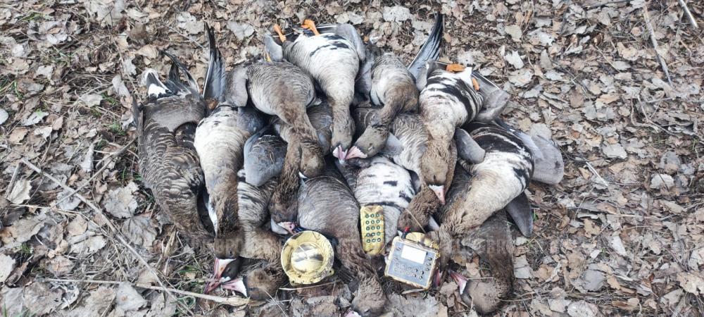 Электроманок Минск 1 NEW уже с 2 усилителями.