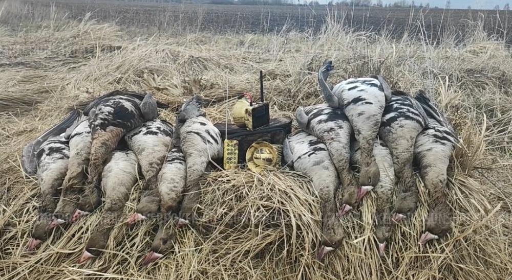 Электроманок Минск 1 NEW уже с 2 усилителями.