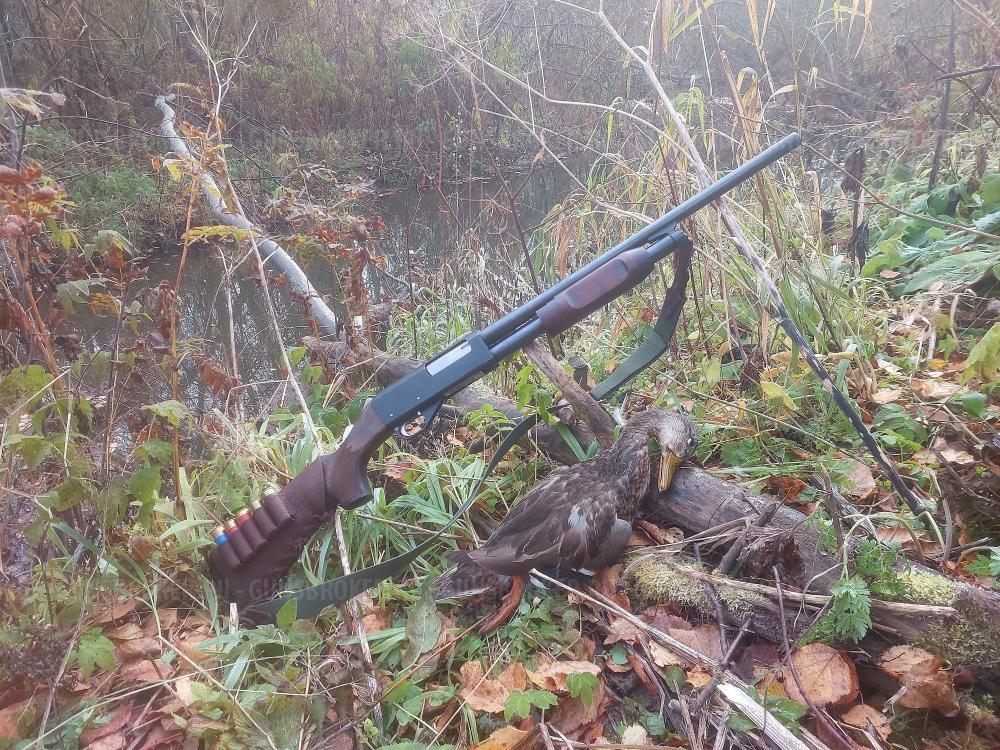 ФОКСТЕРЬЕР