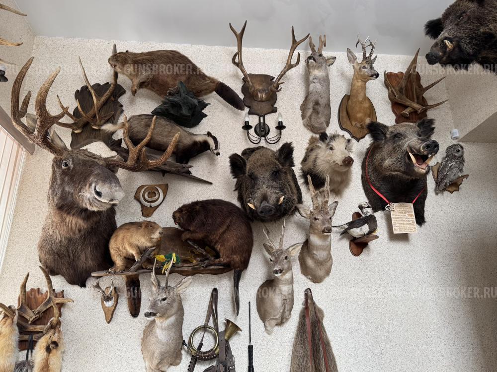 Коллекция чучел