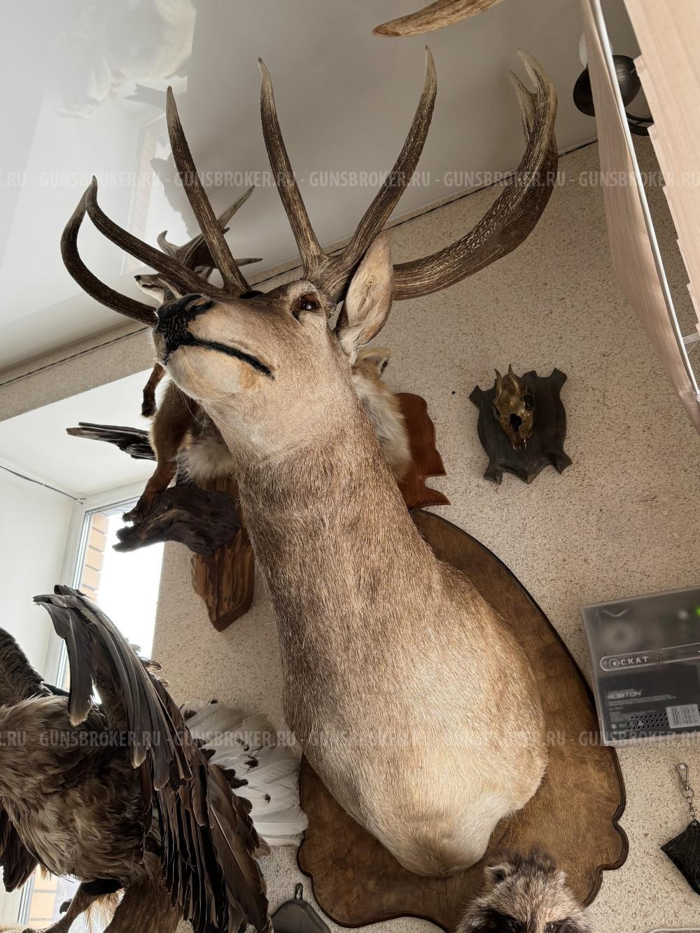 Коллекция чучел