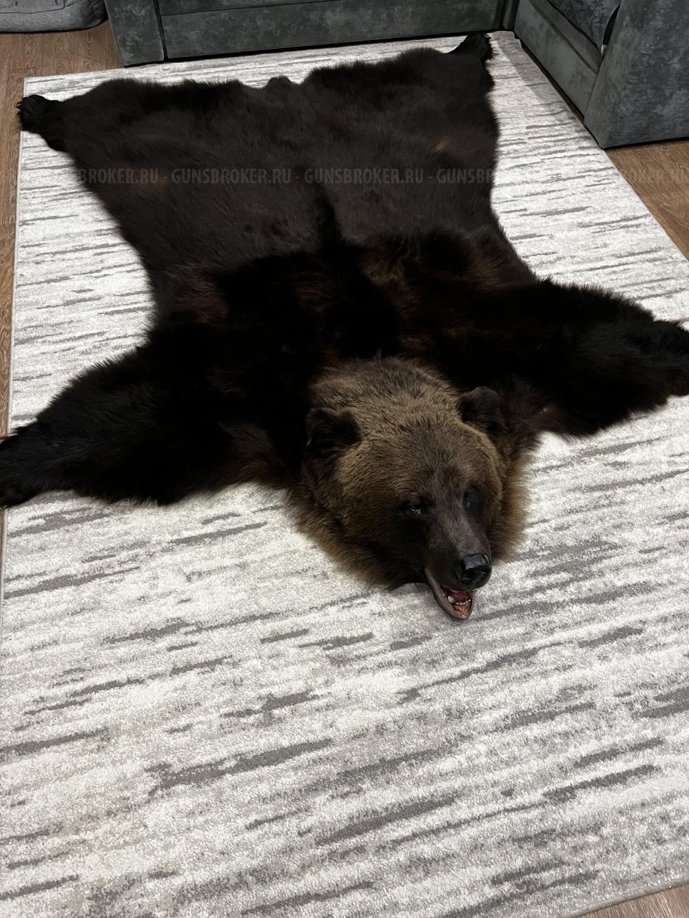 Ковер из шкуры медведя (шкура)