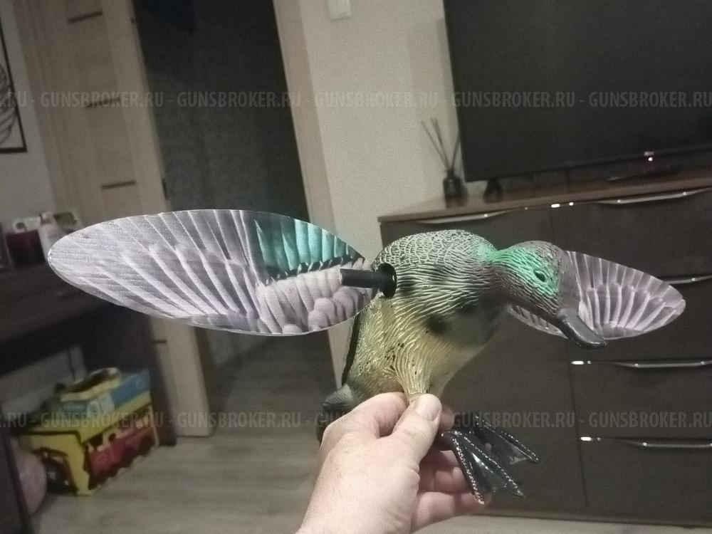 Махокрыл чирка- свистунка 