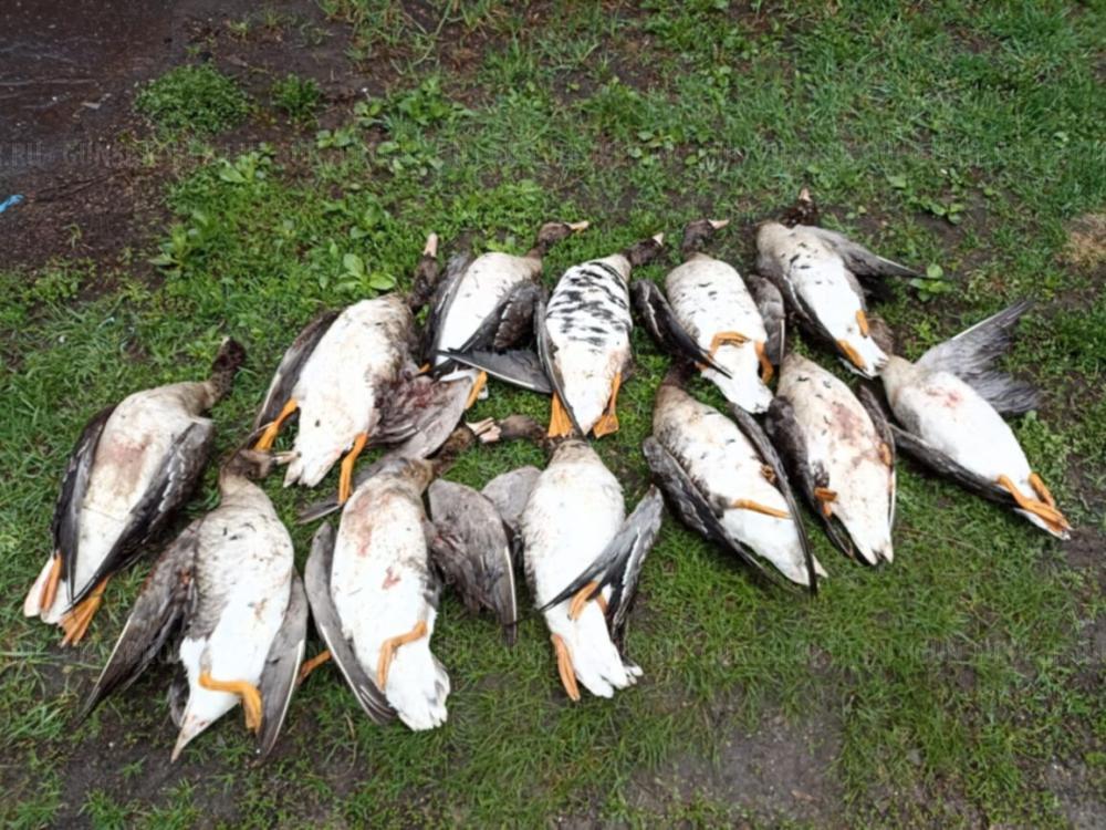 Манок Plurifon Плюрифон