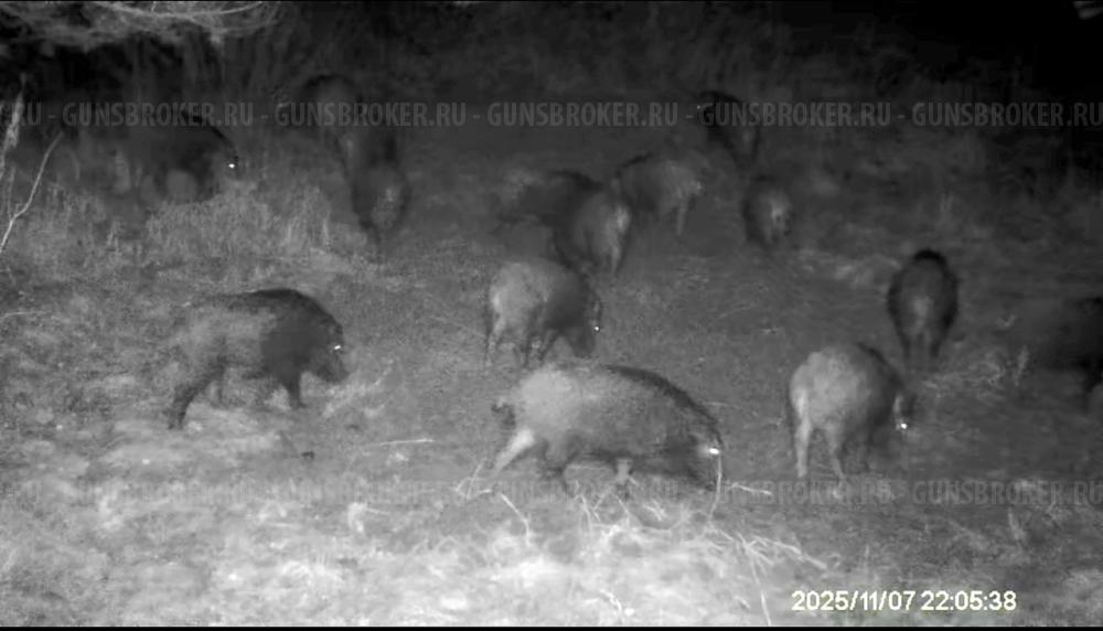 Приманка на кабана