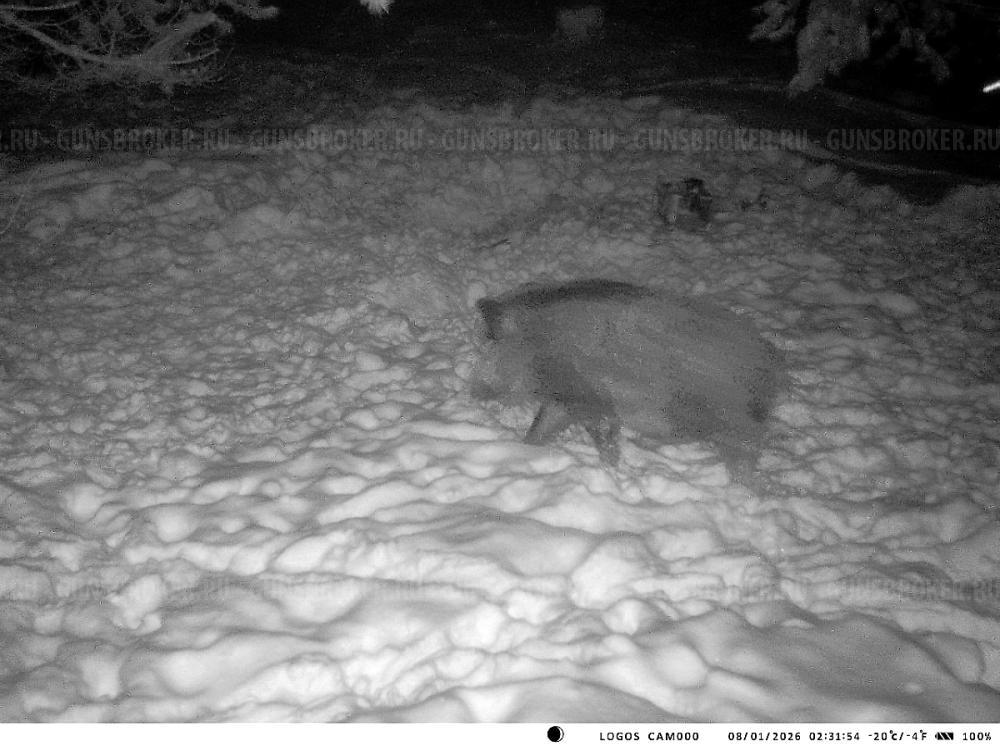 Приманка на кабана