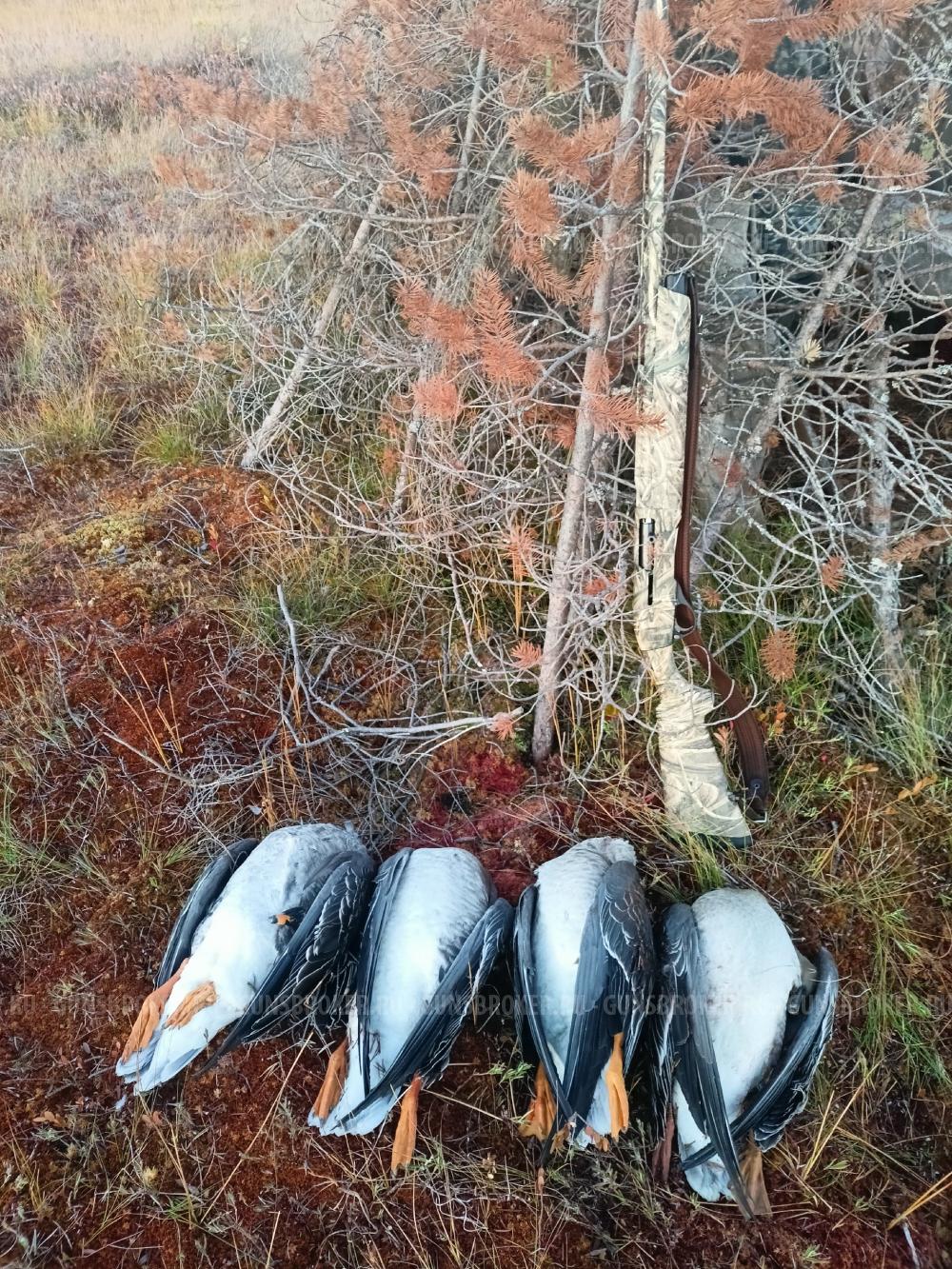 Ружье Franchi Affinity 3 Max5