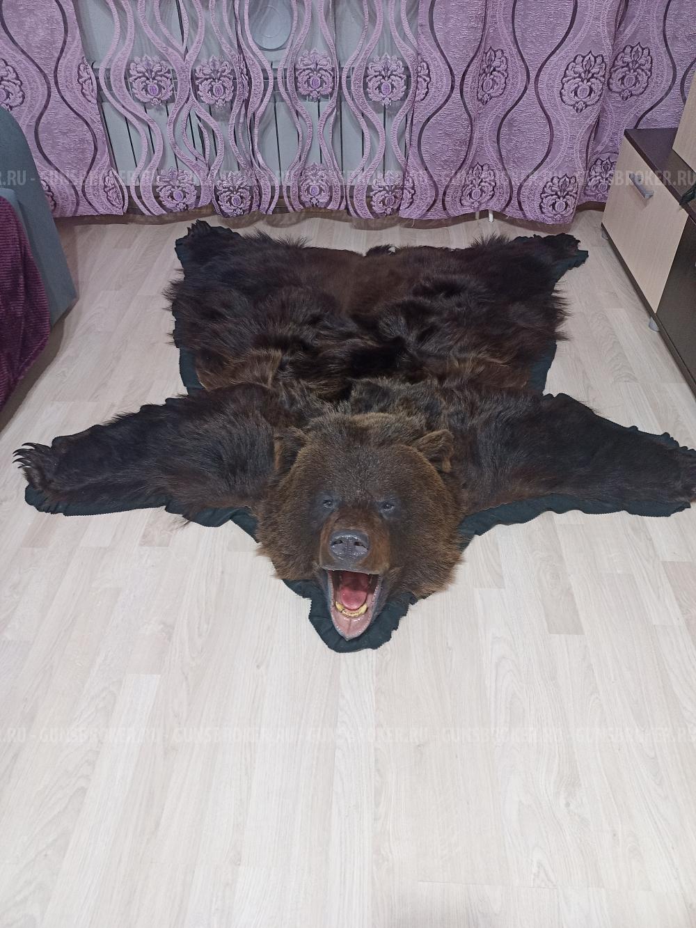 Шкура бурого медведя